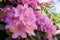 Rhododendrons bloom in Helsinki`s botanical garden