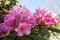 Rhododendrons bloom in Helsinki`s botanical garden