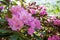 Rhododendrons bloom in Helsinki`s botanical garden