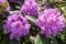 Rhododendrons bloom in Helsinki`s botanical garden