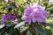 Rhododendrons bloom in Helsinki`s botanical garden