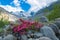Rhododendrons in the high mountains under an Alpine glacier