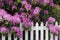 Rhododendrons and Picket Fence