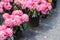 Rhododendrons in plastic pots on sale in plants nursery at spring.