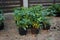 Rhododendrons in pots are in front of brown wooden fence.