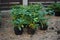 Rhododendrons in pots are in front of brown wooden fence.