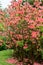 Rhododendrons, Secret Gardens, How Hill, Ludham, Norfolk, England, UK