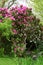 Rhododendrons, Secret Gardens, How Hill, Ludham, Norfolk, England, UK