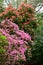 Rhododendrons, Secret Gardens, How Hill, Ludham, Norfolk, England, UK