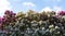 The rhododendrons trees are in full bloom as blue sky background