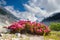 Rhododendrons under mountains of glaciers in the Alps