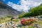 Rhododendrons under mountains of glaciers in the Alps