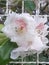 Rhododendrons whit blossom and white fence