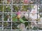 Rhododendrons whit blossom and white fence