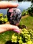 Rhodonite Gems Crystals Stones Gemstones Rocks Mother Earth Collection Hand Nature Garden Flowers