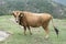 Rhodope Shorthorn cattle on the mountain meadow, Bulgaria