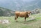 Rhodope Shorthorn cattle on the mountain meadow, Bulgaria