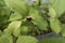 Rhodotypos scandens branch close up