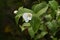 Rhodotypos scandens Jet bead blossoms