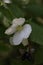 Rhodotypos scandens jetbead close up