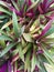 Rhoeo Tradescantia spathacea is amazing green and purple leaves