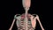 Rhomboid minor muscles full rotation loop