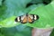 Rhopalocera or Brazilian Butterfly