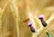 Rhopalocera Butterfly on flowering creeping thistle, Cirsium arvense