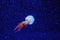 Rhopilema esculentum, the flame jellyfish in blue water