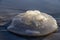 Rhopilema nomadica jellyfish on the coastal sand. Mediterranean Sea