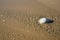 Rhopilema nomadica jellyfish on the coastal sand. Mediterranean Sea