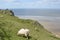 Rhossili Bay on the Gower Peninsular, Wales, UK