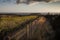 Rhossili fields and fence posts