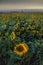 Rhossili Sunflowers Gower Worms head