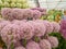 RHS Chelsea Flower Show 2017. Closeup view of alliums and hippeastrums display.