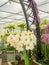 RHS Chelsea Flower Show 2017. Closeup view of alliums and hippeastrums display.