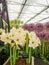 RHS Chelsea Flower Show 2017. Closeup view of alliums and hippeastrums display.