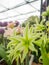 RHS Chelsea Flower Show 2017. Closeup view of alliums and hippeastrums display.