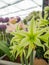 RHS Chelsea Flower Show 2017. Closeup view of alliums and hippeastrums display.