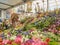 RHS Chelsea Flower Show 2017. Various flowers on the gold medal winner display in the Great Pavilion.