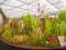 RHS Chelsea Flower Show 2017. Visitors observing the Hampshire Carnivorous Plants display in the Great Pavilion.