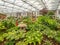 RHS Chelsea Flower Show 2017. Visitors observing hostas displays of the Great Pavilion.