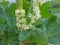 rhubarb blooms in the garden. agriculture, horticulture, plant.