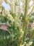 rhubarb blooms in the garden. agriculture, horticulture, plant.