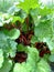 Rhubarb close up