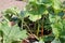 Rhubarb crown growing in a garden