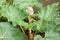 Rhubarb flower stem, rhubarb bolting or going to seed