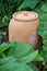 Rhubarb forcing jar