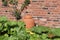 Rhubarb Forcing Jar