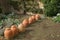 Rhubarb forcing jars or pots in a vegetable garden